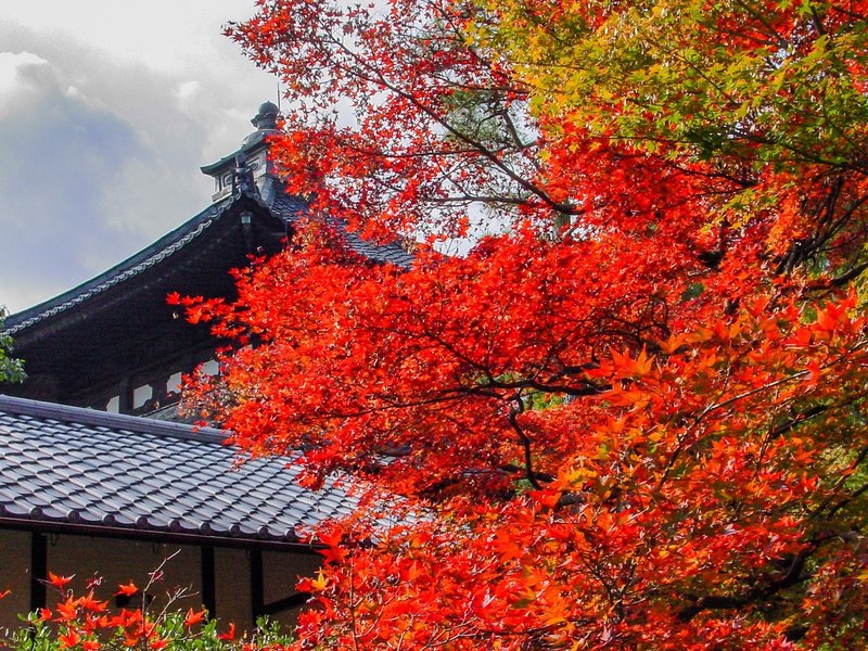 京都の紅葉 東福寺 Zenpaku Note 京都の紅葉 東福寺 Zenpaku Note