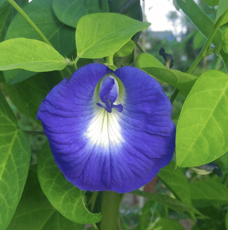 タイハーブ アンチャン バタフライピーの効能｜Happy☆Smile 自然療法