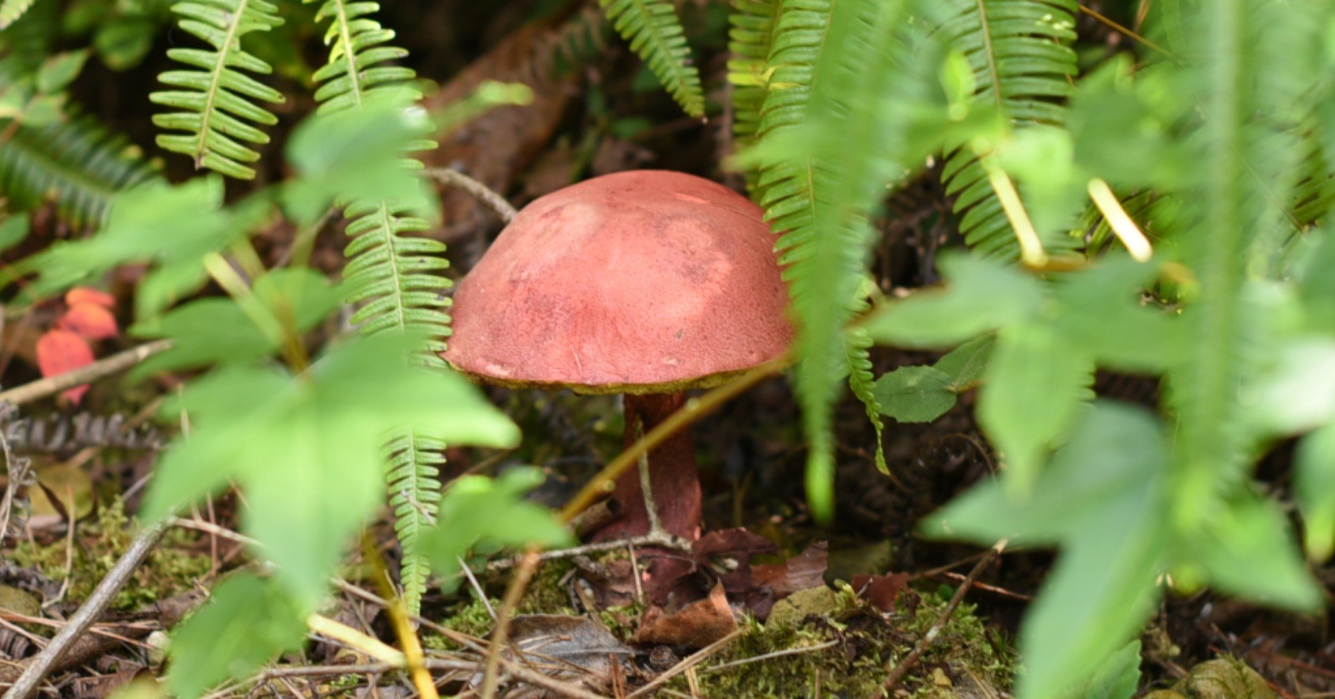 季語の花 10月 紫雲英 Note