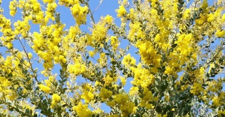 かたちある理由 アカシア Bump Of Chicken 感想 たじー Note