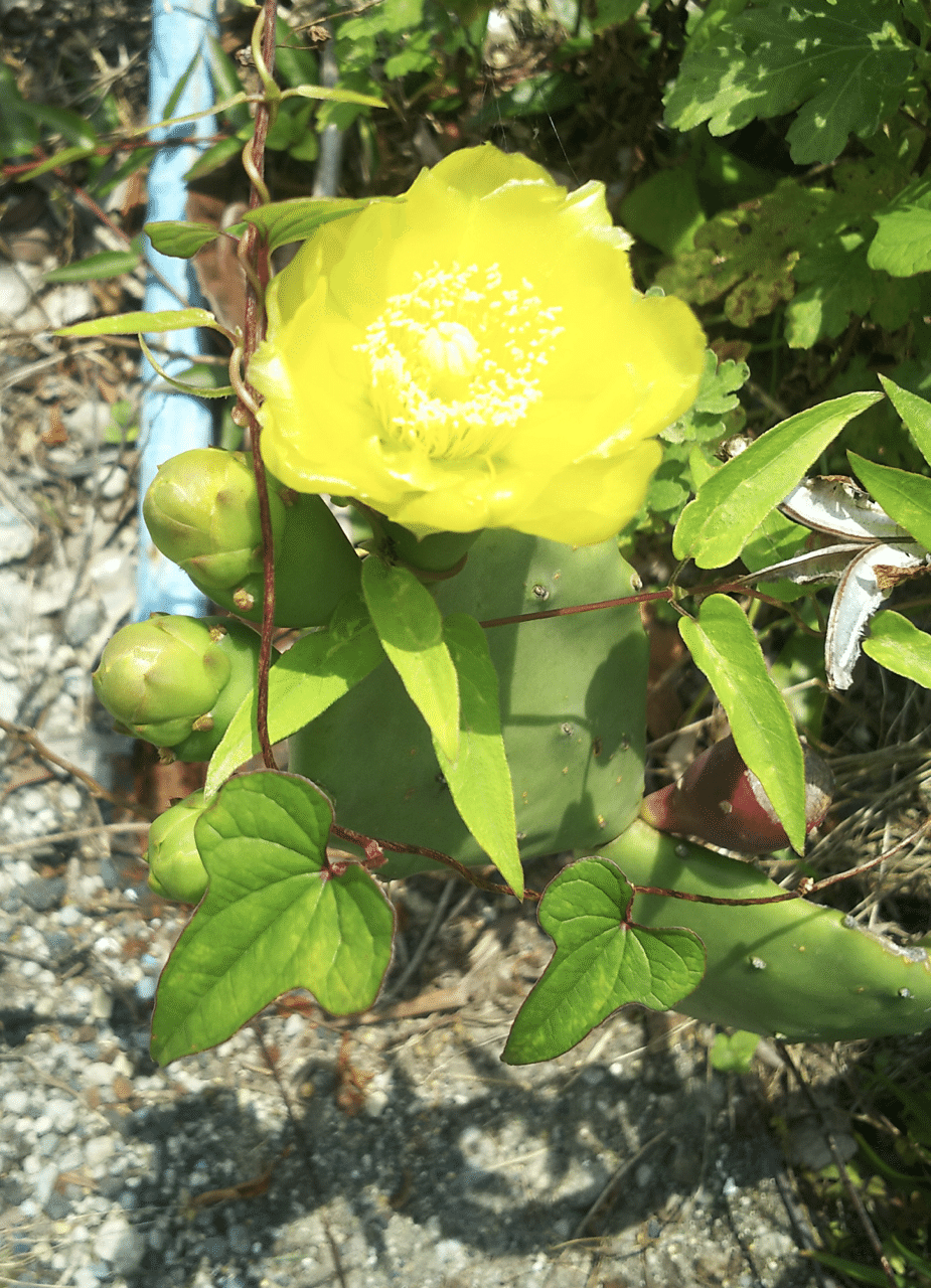 サボテンの黄金の花 Yudetama111 Note