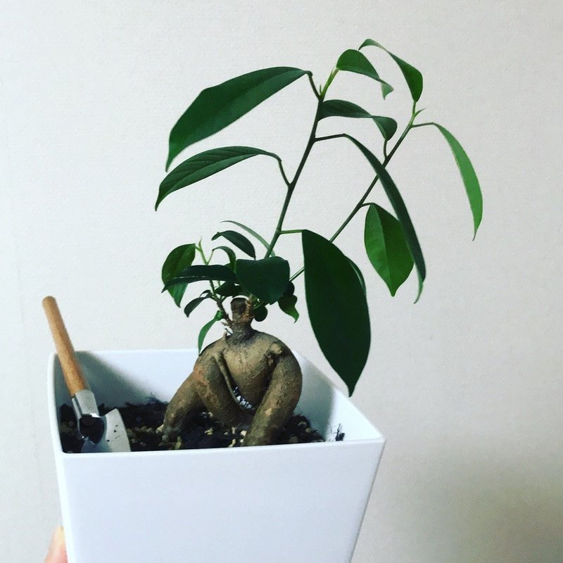 植物を愛でる テレワーク生活で得た時間 ちぃ Note
