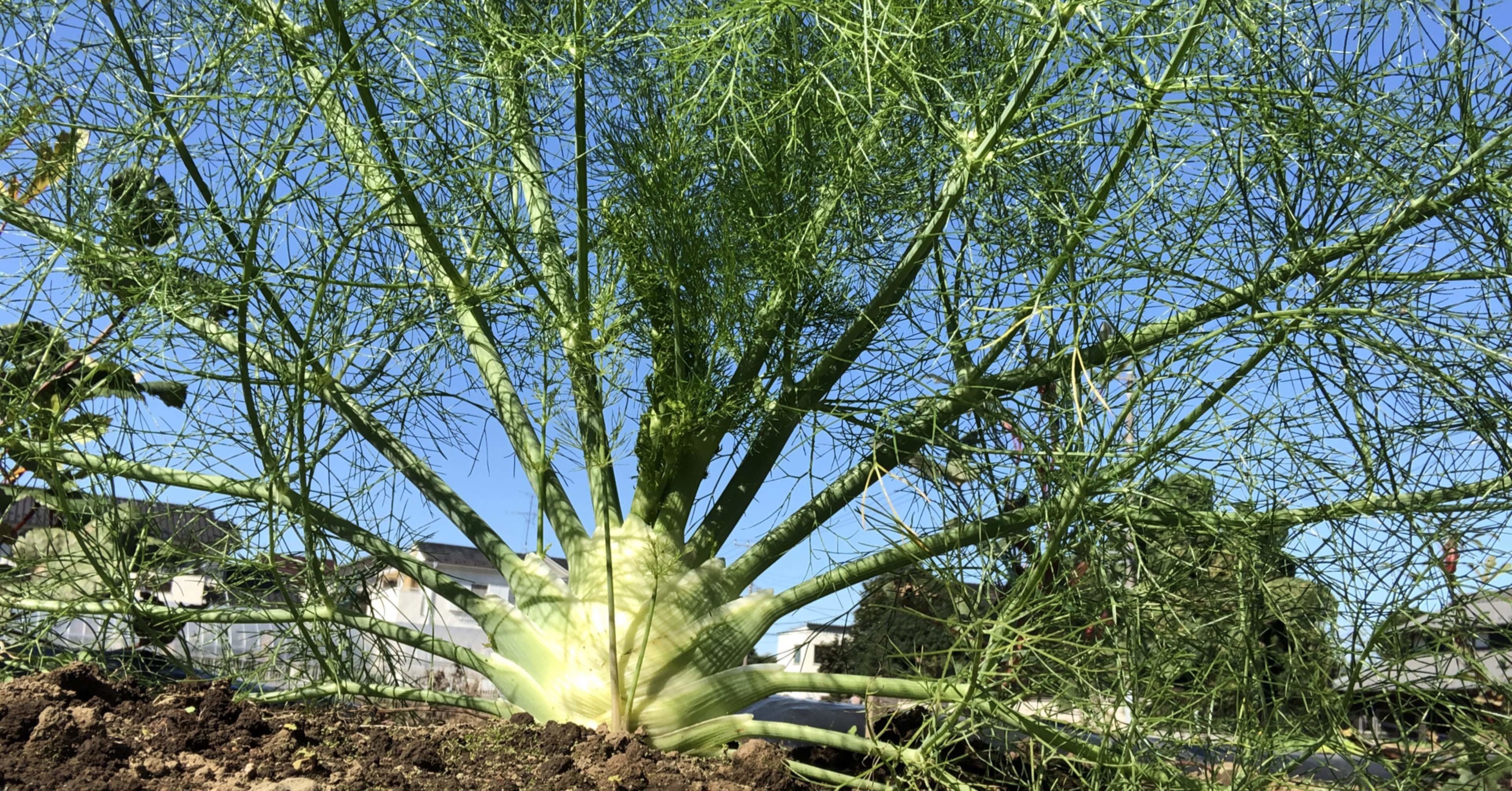 イタリア野菜の貴公子 フェンネル 農家の息子 くろかべ のうえん Note イタリア野菜の貴公子 フェンネル 農家の息子 くろかべ のうえん Note
