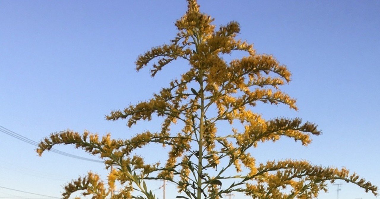 あれはセイタカアワダチソウ アレルゲンのブタクサとは混同していた話 ウールーズ Heureuse Note あれはセイタカアワダチソウ アレルゲンのブタクサとは混同していた話 ウールーズ Heureuse Note