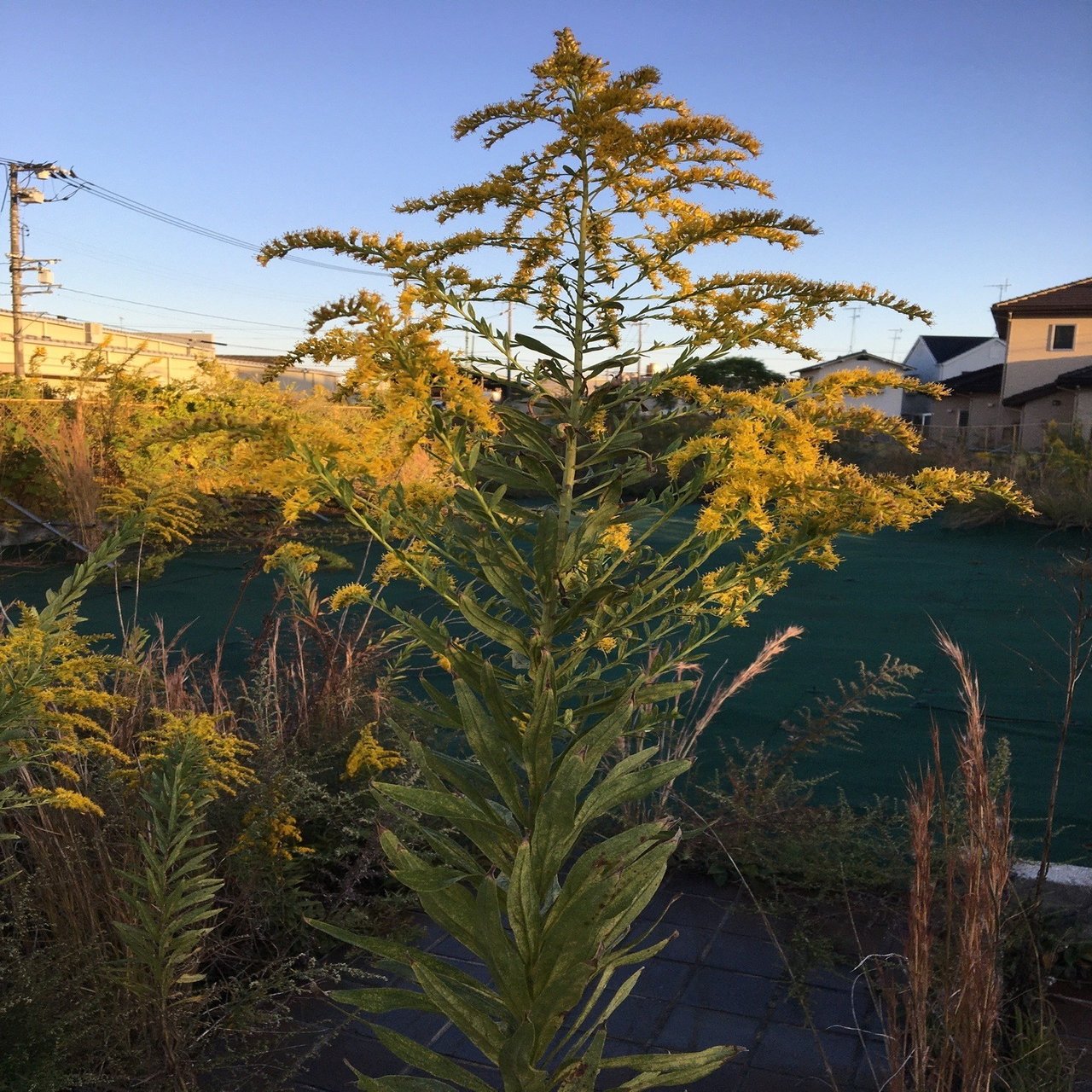 あれはセイタカアワダチソウ アレルゲンのブタクサとは混同していた話 ウールーズ Heureuse Note