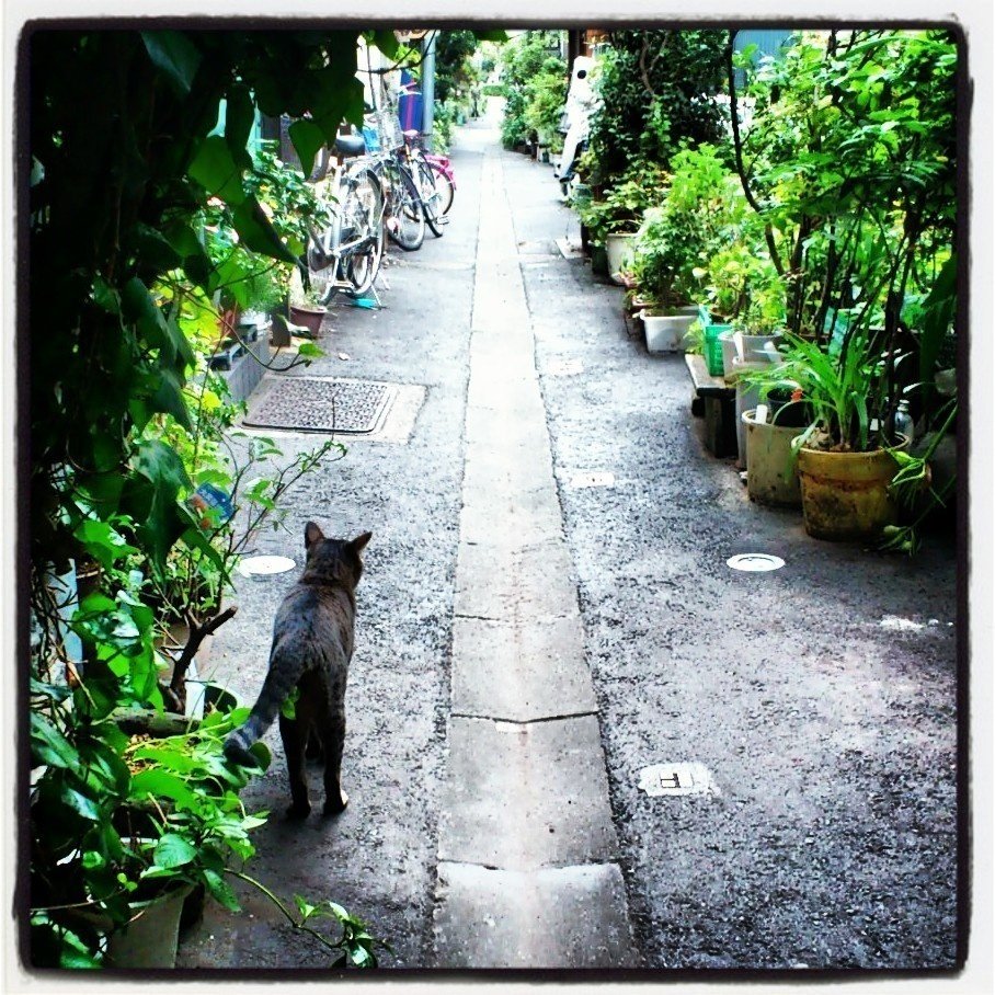 路地裏を猫と歩く さとまる Note
