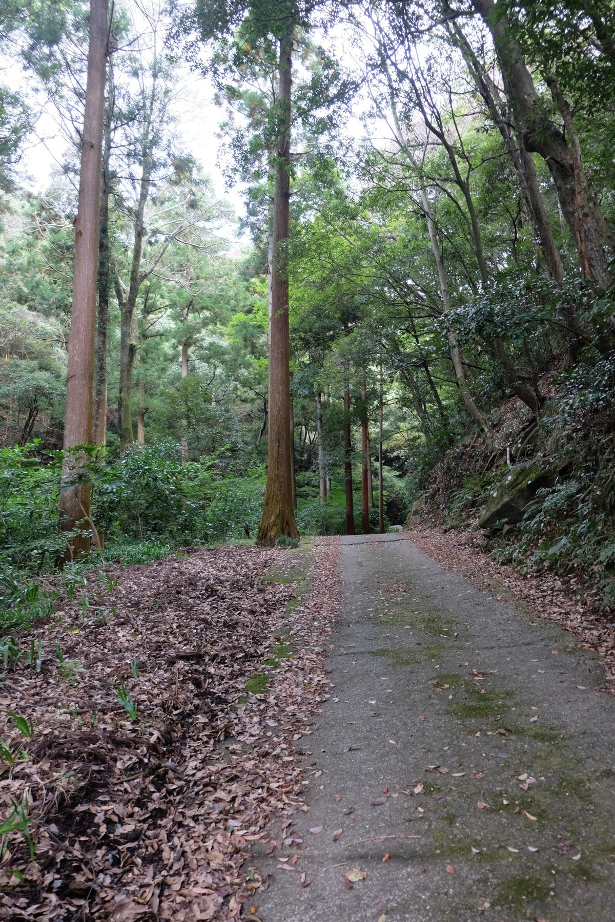 Hakone Outer Rim Trail Loop (1) Hakone-Yumoto to Myojogatake｜甲斐桂
