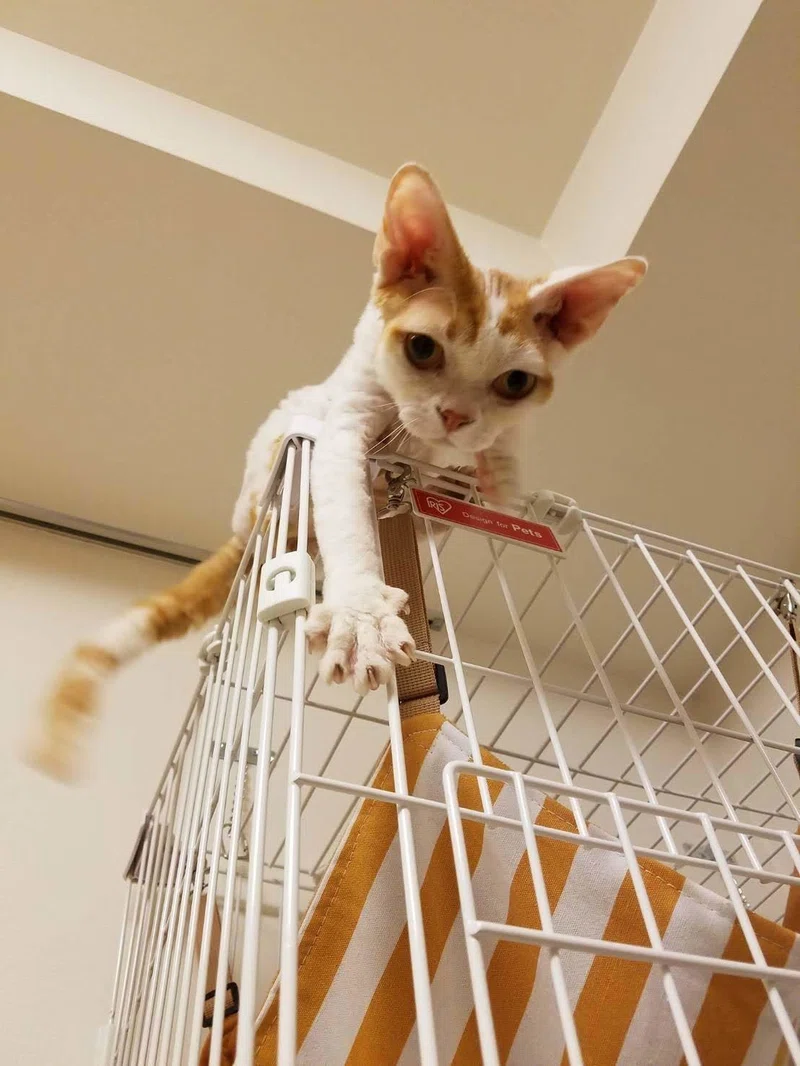 猫の純血種は飼うべきではないを どう思いますか 34歳女性 グラマラス ライフ By リンダ Note
