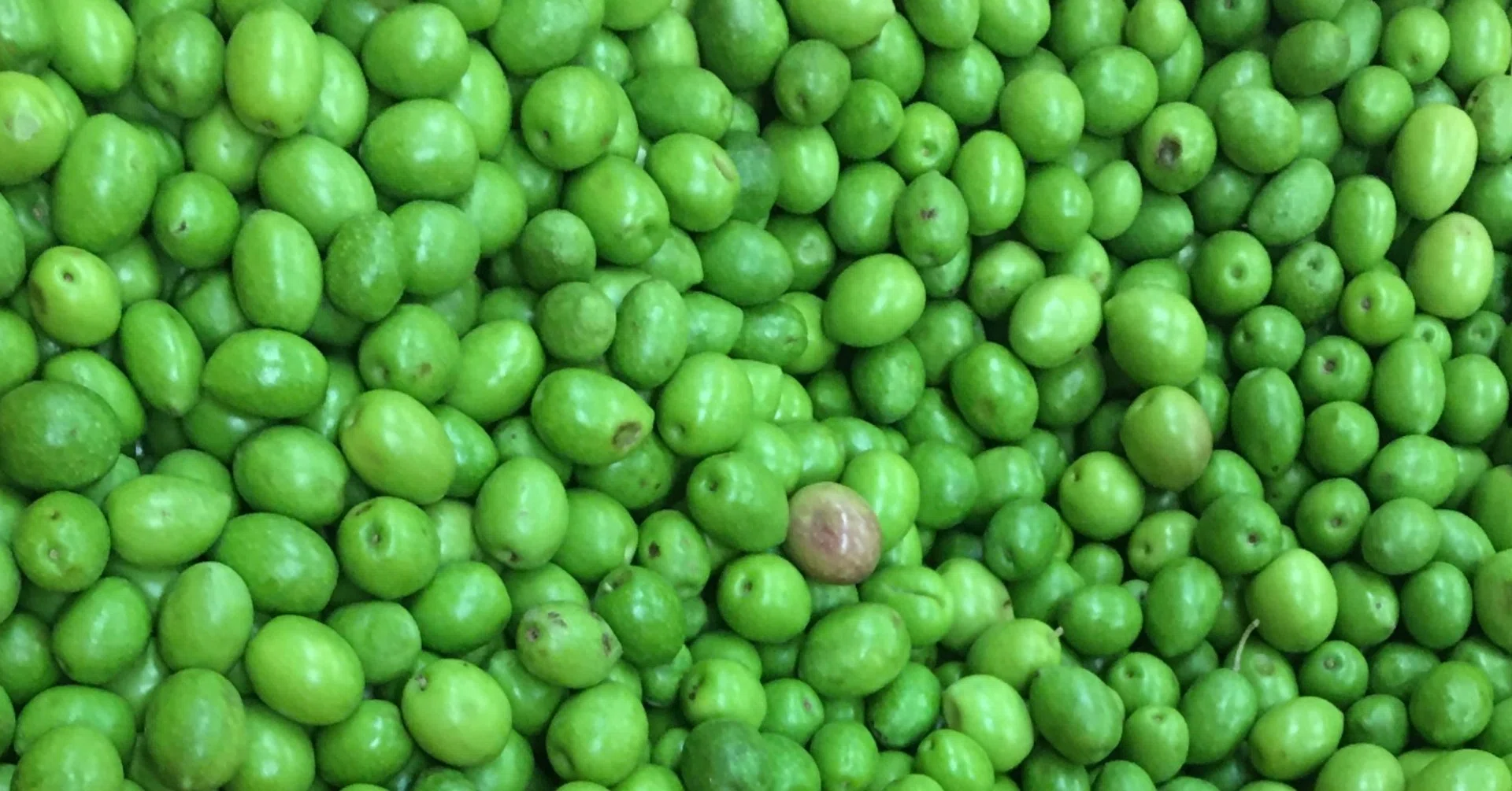 オリーブの収穫のお手伝いに｜小豆島への旅。｜いこまゆきこ / 料理家
