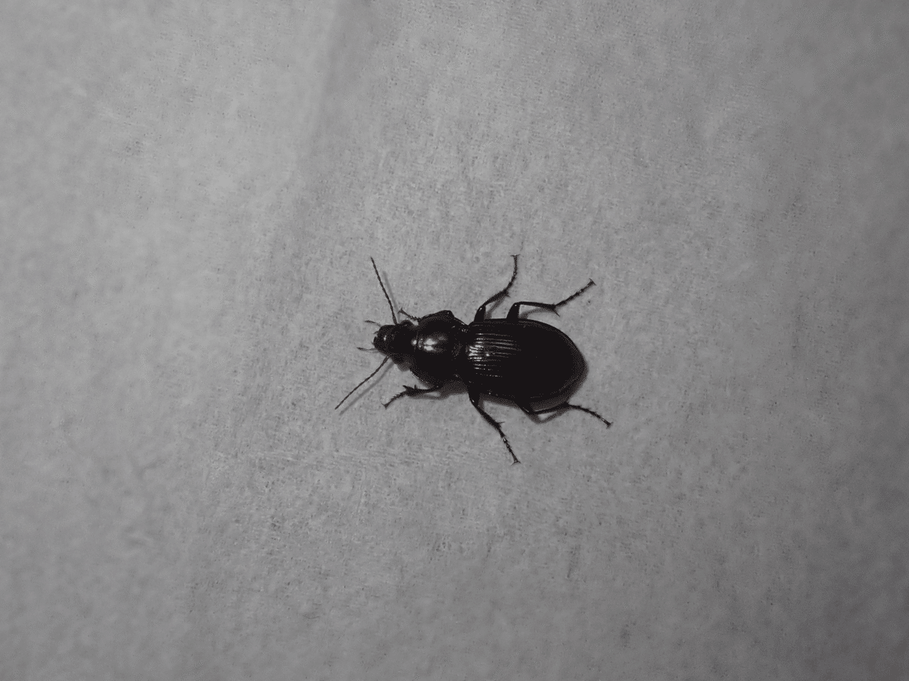 063 部屋に現れた黒光りする虫 G組飼育係 Note