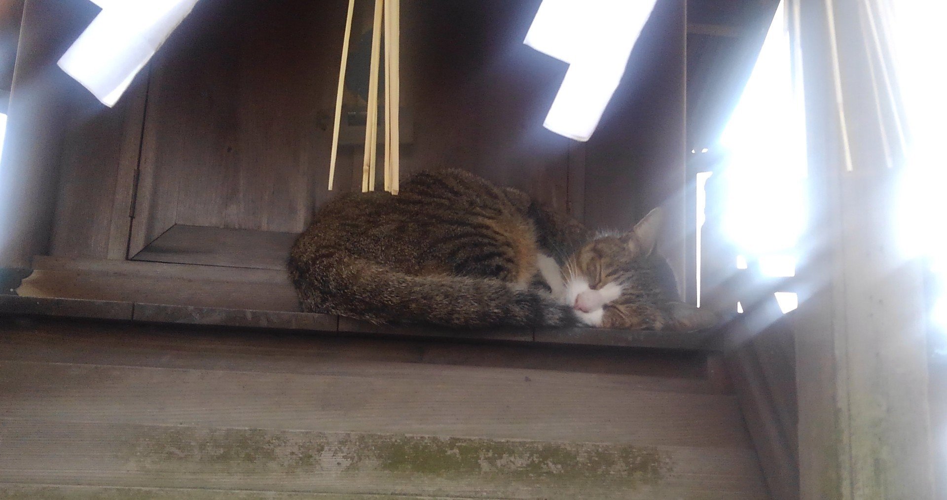 一体化するダンゴムシから考えたこと Hokuto 9 9 Note