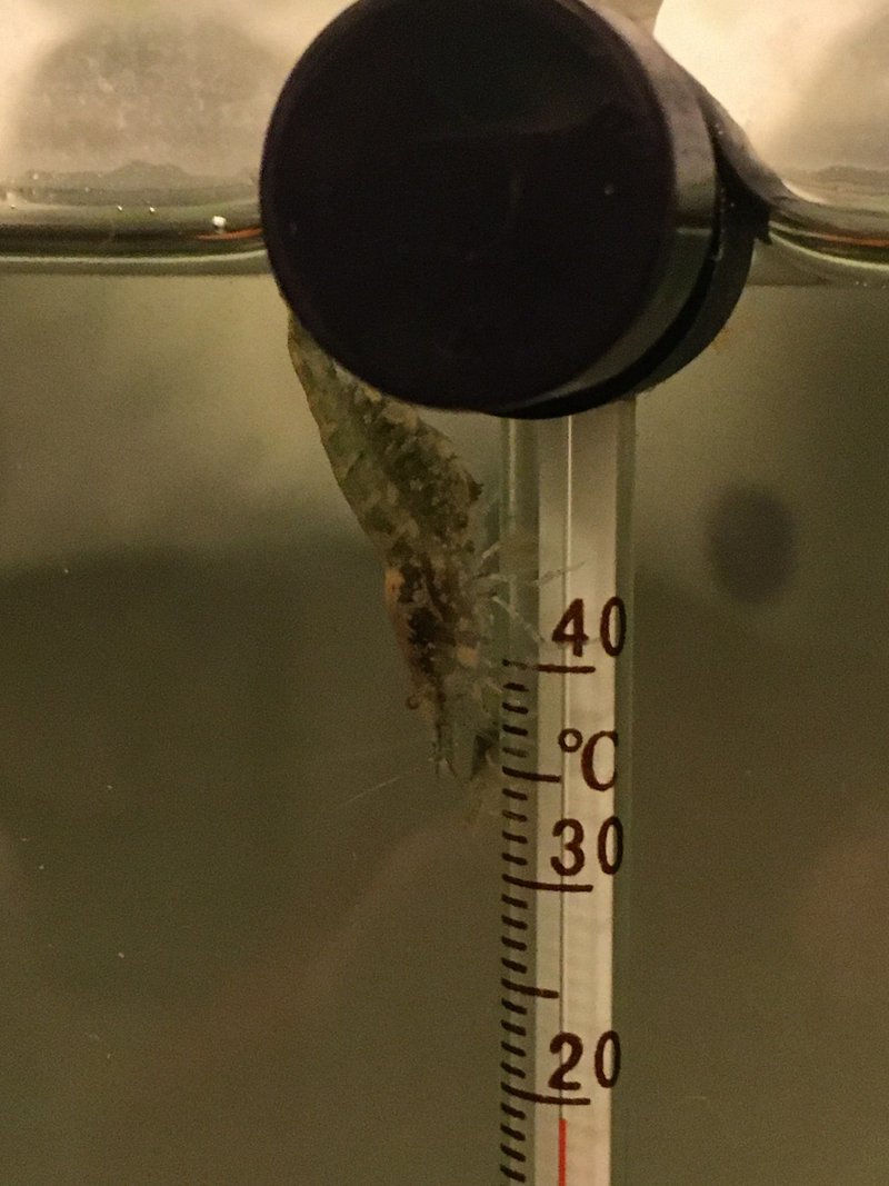 No 54 玉になる アクアポニックス 水槽初心者 Note