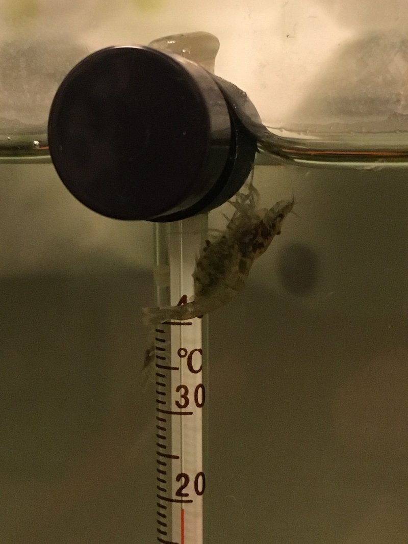 No 54 玉になる アクアポニックス 水槽初心者 Note