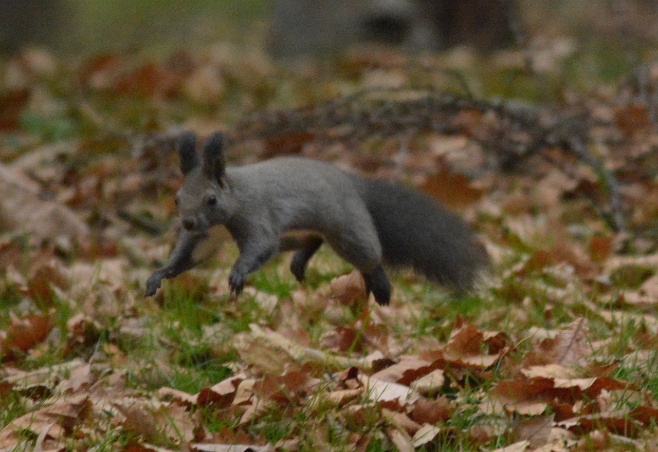 後ろ姿 Ponsama42 Note