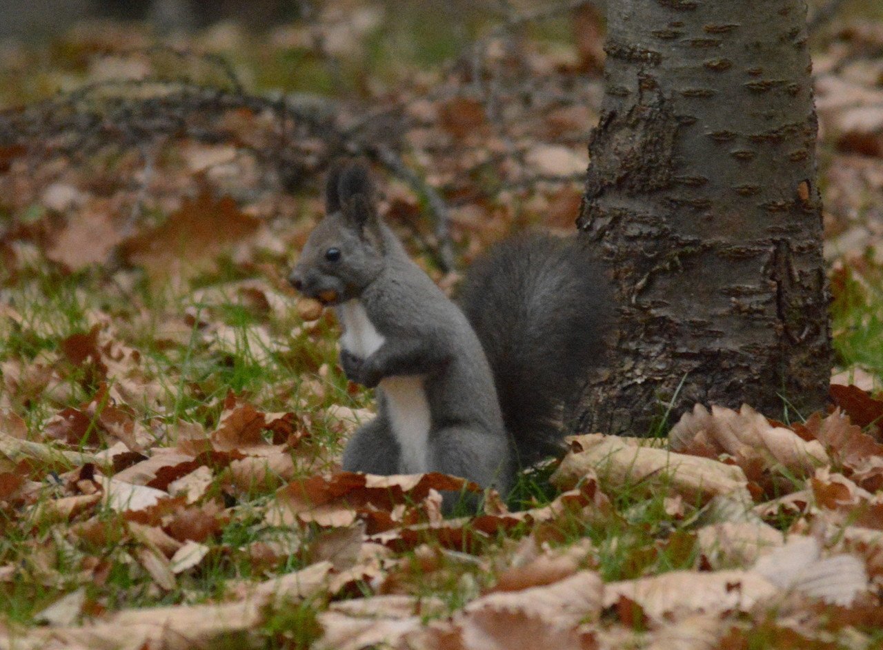 後ろ姿 Ponsama42 Note