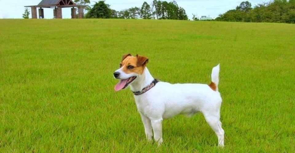 3g テリアってどんな犬種 犬の飼い主サポートのplam Note