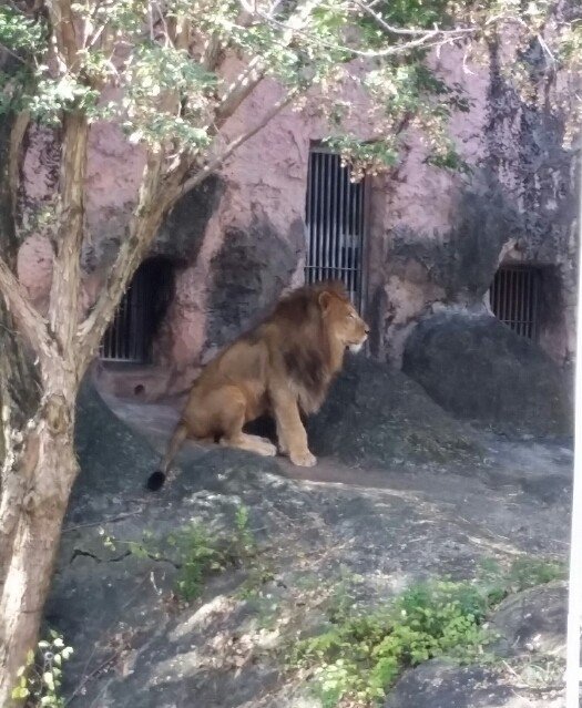 昨日、所用で動物園に行ってきました。デジカメを忘れてスマホのカメラで撮ったので画像が荒くて大きいですが、大目に見て下さい。何枚か撮った内の良さそうなのを公開したいと思います。まずは、百獣の王・ライオンさん。遠くからですが、迫力がありました。