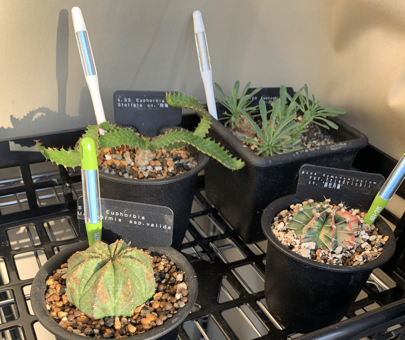 ベランダー向け多肉植物ネームプレート管理プロジェクト Setminami Note