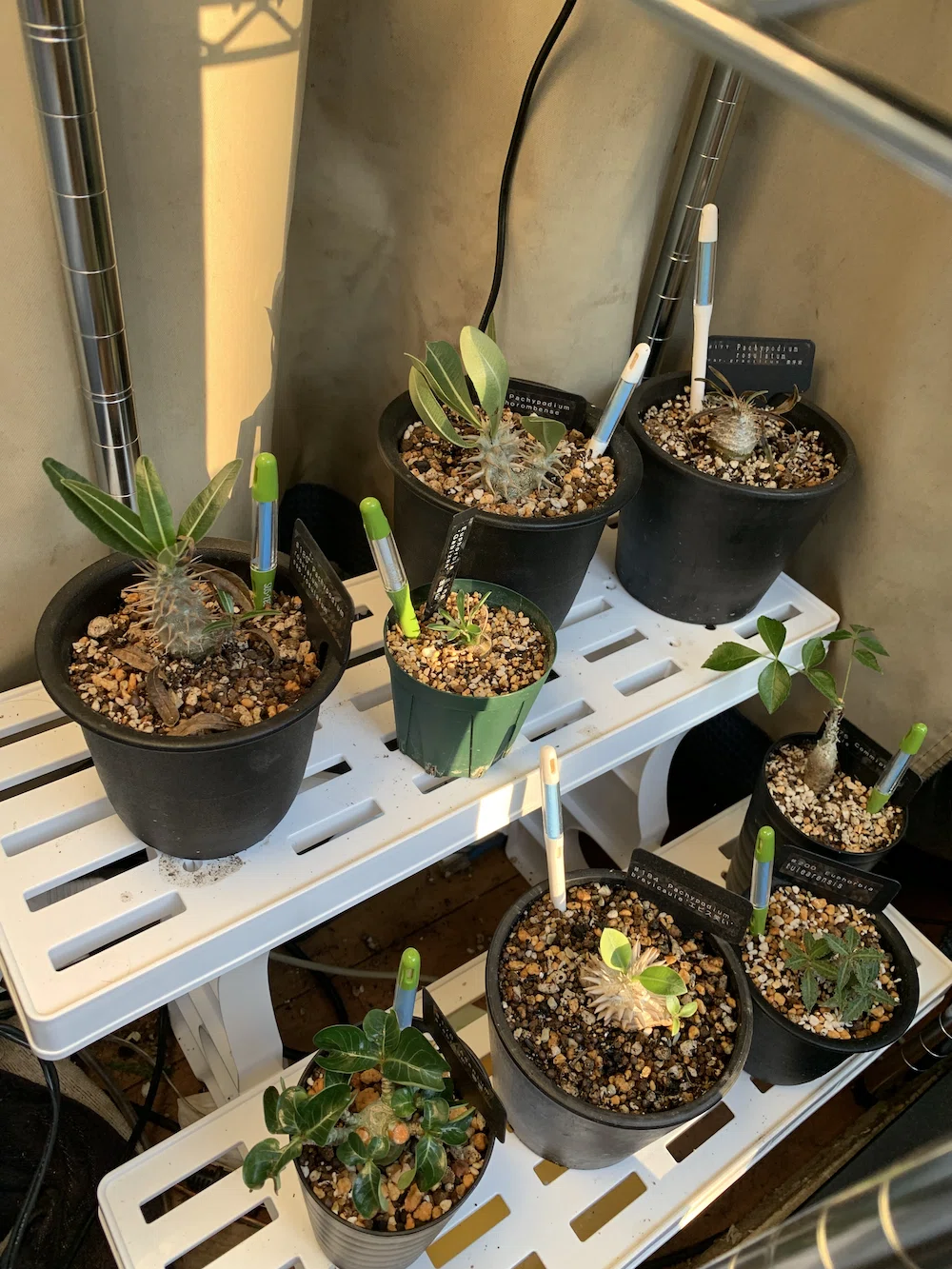 ベランダー向け多肉植物ネームプレート管理プロジェクト｜setMinami