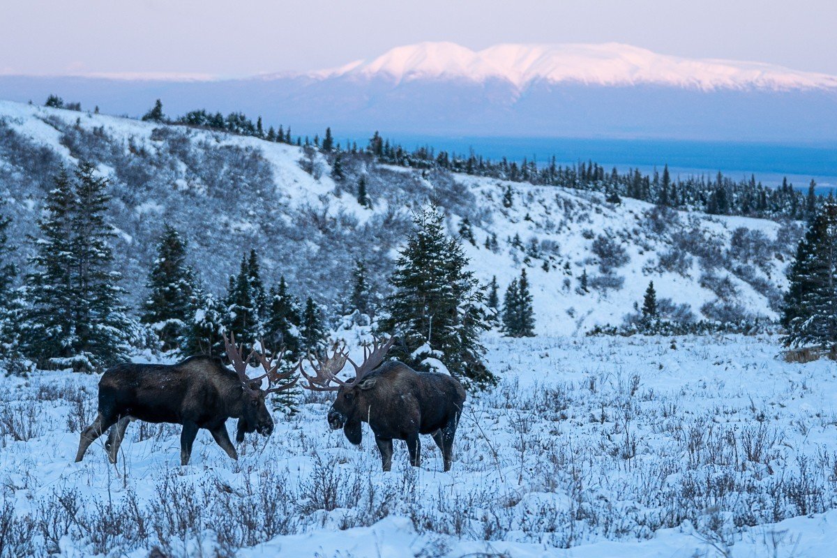作例5ヘラジカ青