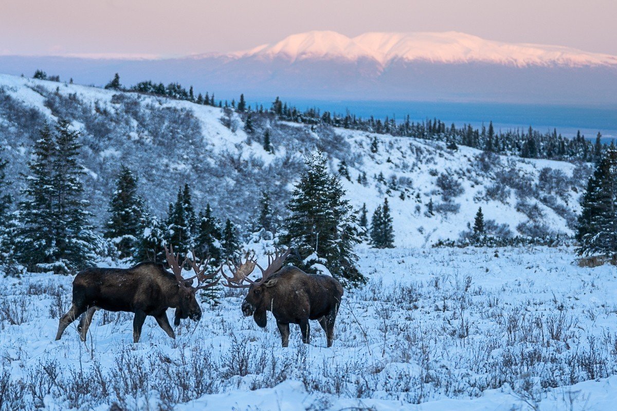 作例5ヘラジカ調整後