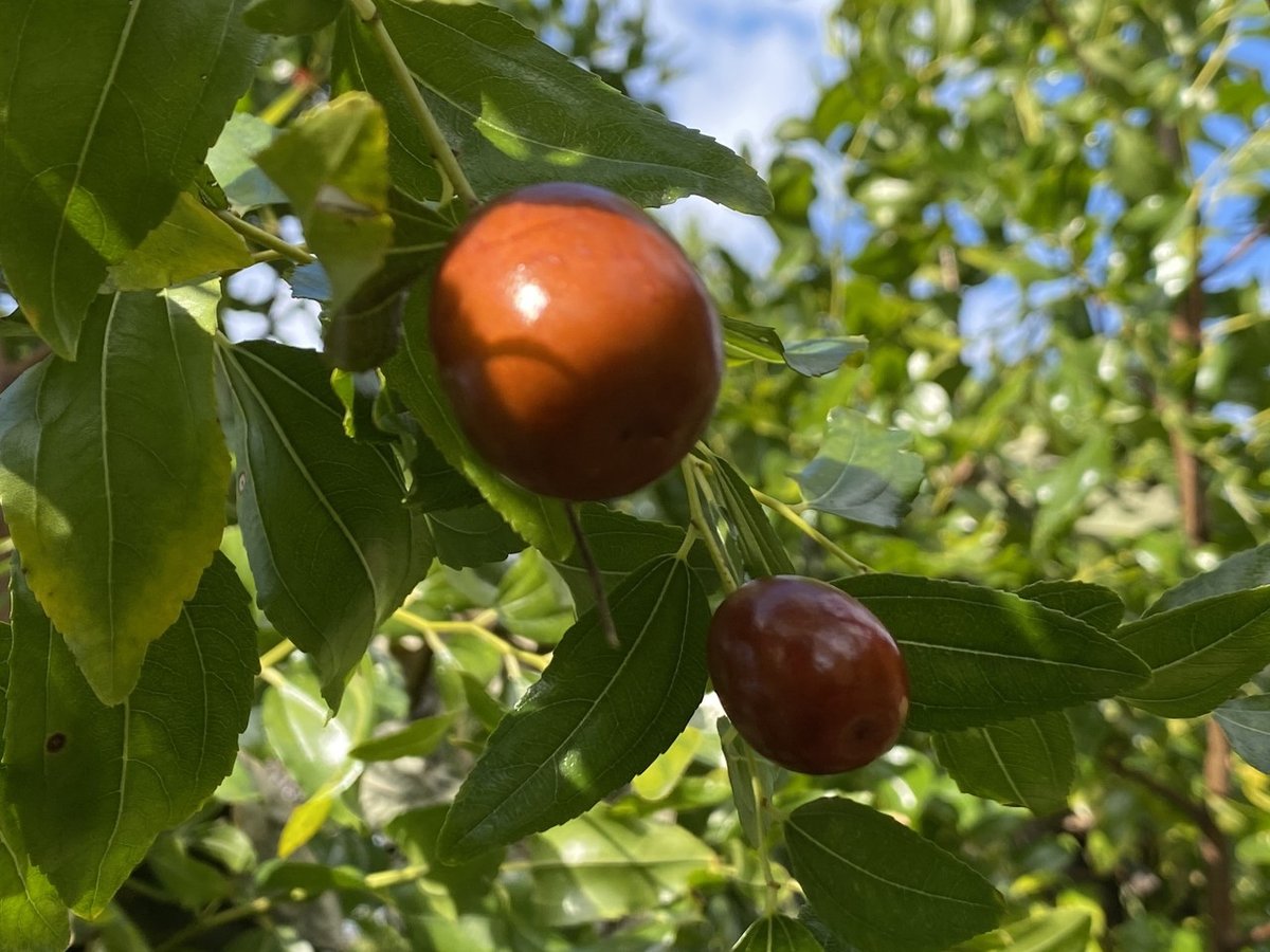 隠れたスーパーフード、ナツメを収穫する | Whimsical Discovery #120