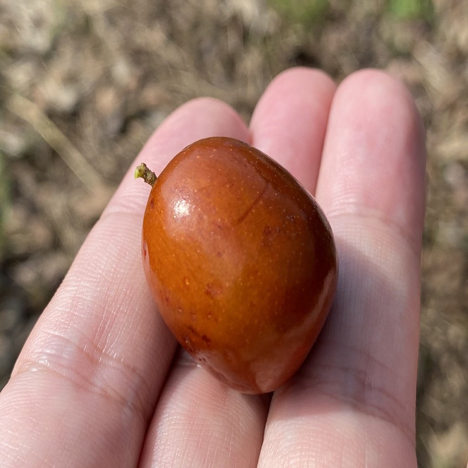 棗実‼️ 楽天市場】 なつめの実 : 棗専門店 なつめいろ