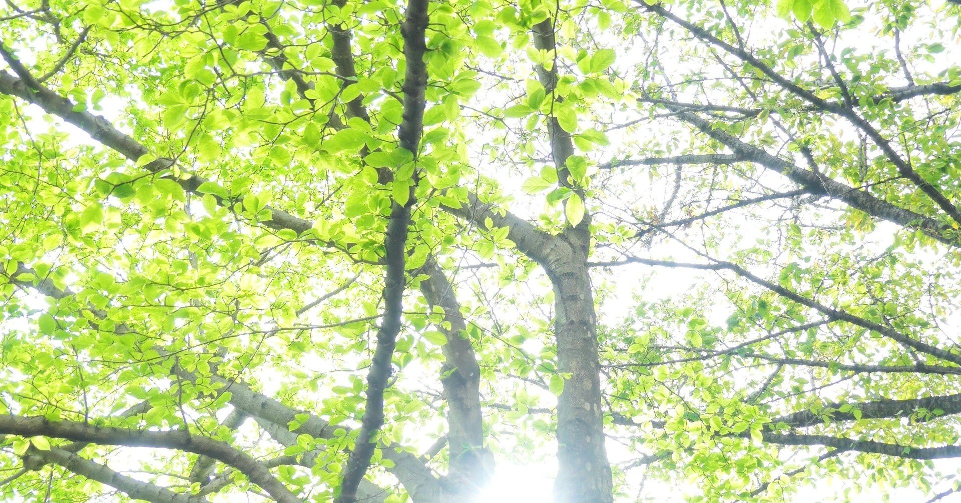 諦めたらそこで試合終了ですよ 返し 諦めたらそこで試合終了ですよ 返し