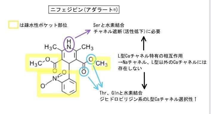 カルシウム拮抗薬のニフェジピンの化学構造式