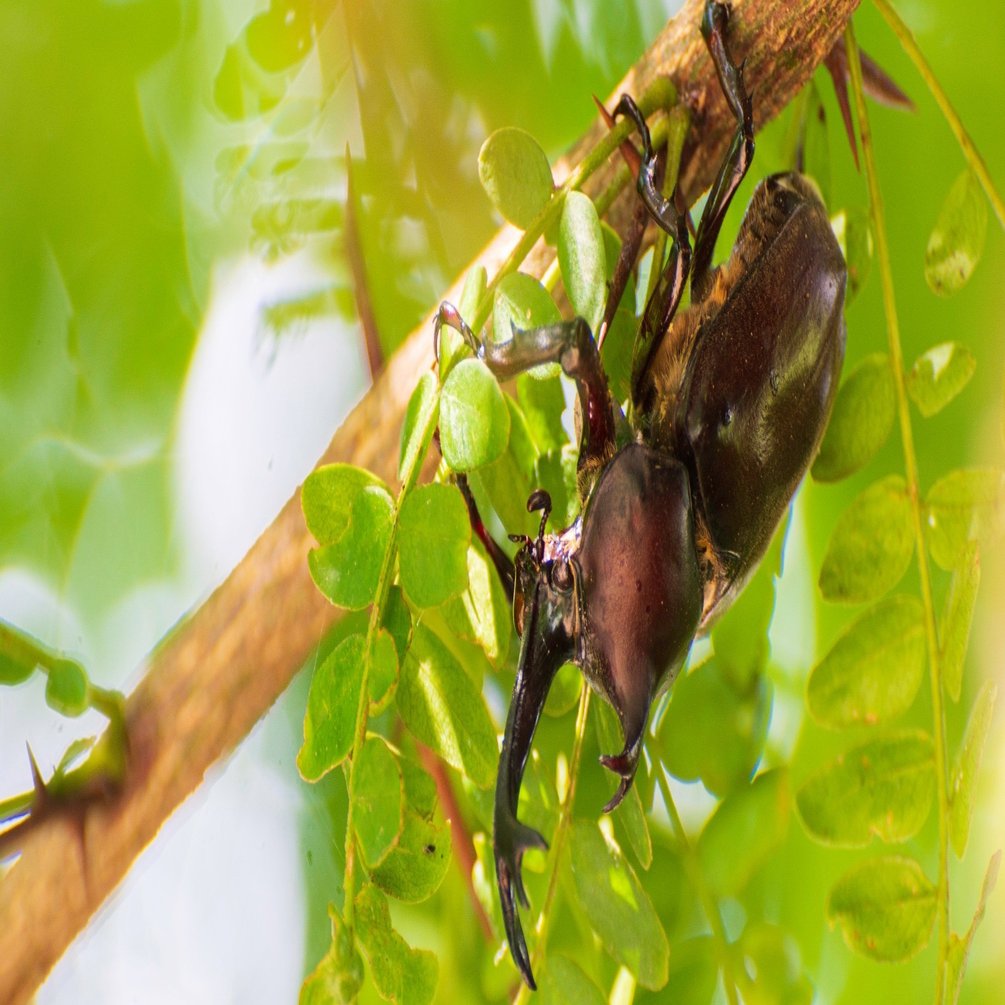 虫の英語名から想像する海外｜Tatsu.