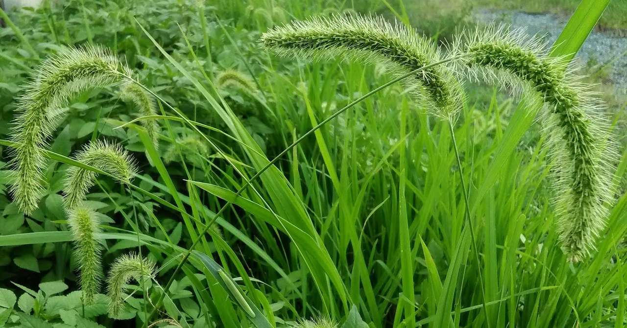 桐 一葉 季語 Article 桐 一葉 季語 Article