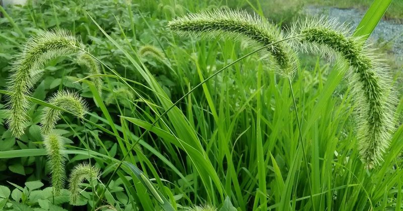 美しい花の季語で 366 句 俳句 紫雲英 Note