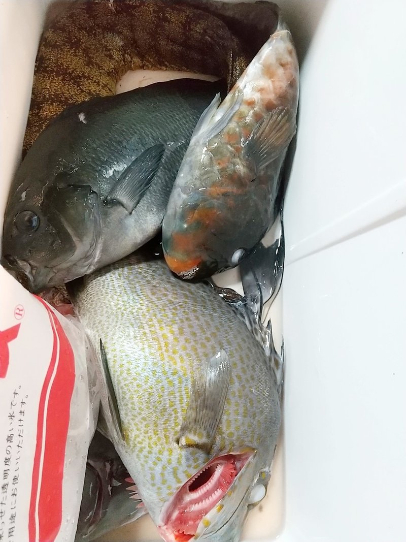 お魚突き の新着タグ記事一覧 Note つくる つながる とどける お魚突き の新着タグ記事一覧 Note つくる つながる とどける