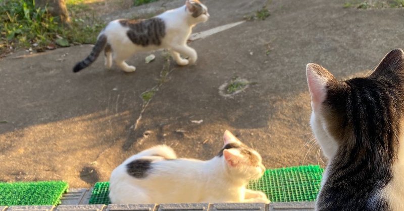 走る 猫のもとに 三宮 Note 走る 猫のもとに 三宮 Note
