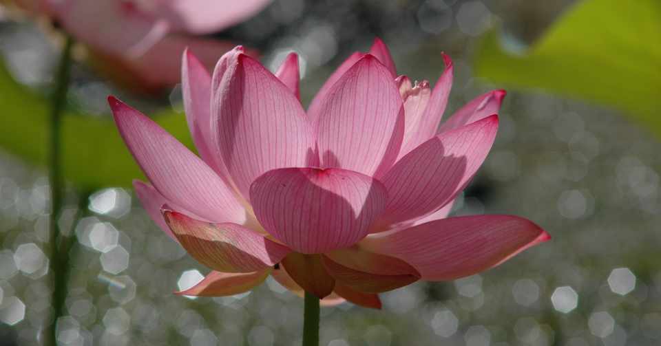 季語の花 7月 紫雲英 Note