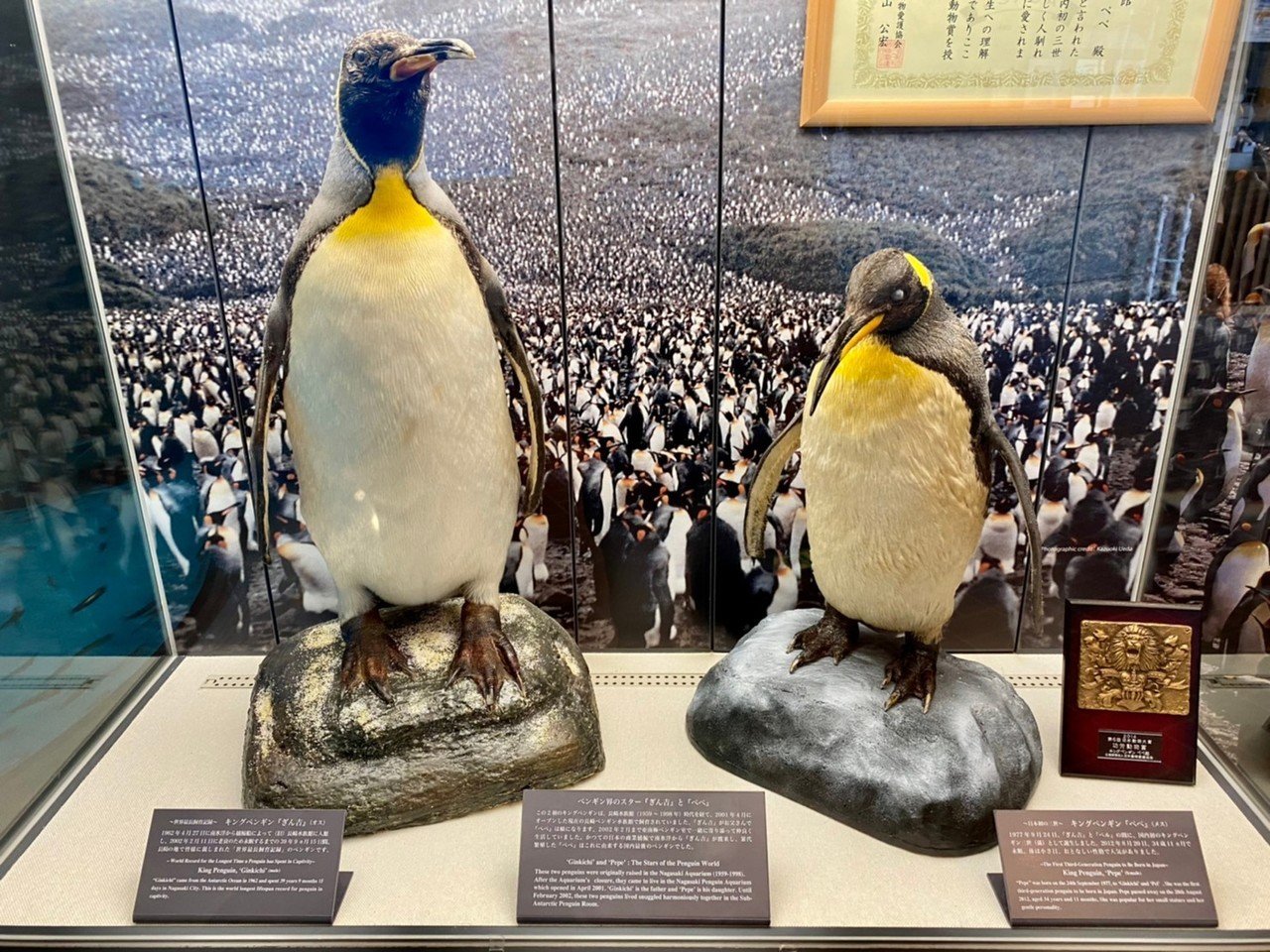 ペンギン剥製 Yahoo!オークション -「剥製 ペンギン」の落札相場・落札価格