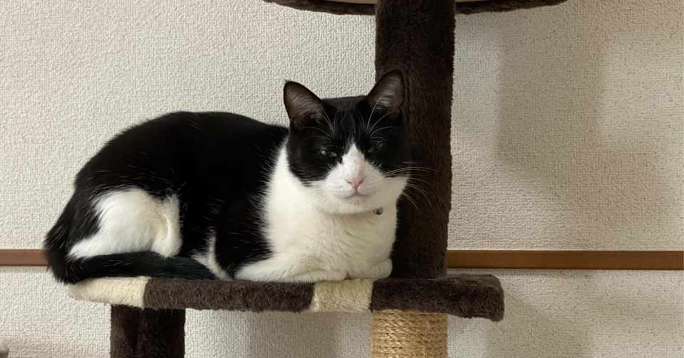 ハチくん 深夜 汗 トイレハイに カモミール アニマルセラピスト 猫写真 Note ハチくん 深夜 汗 トイレハイに カモミール アニマルセラピスト 猫写真 Note