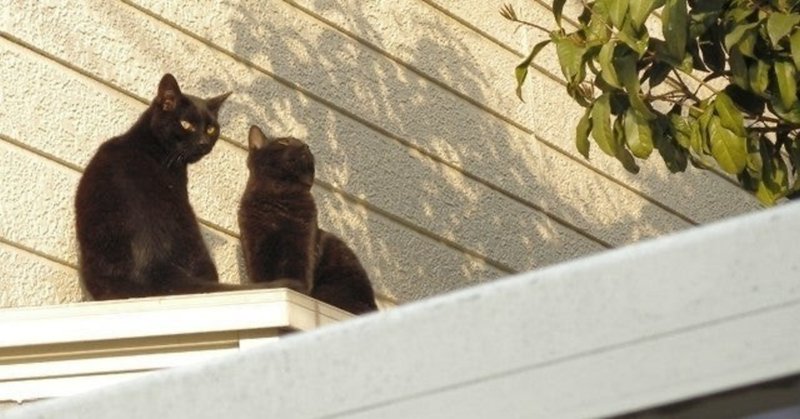 飼いネコの性格も飼い主に似る Atsushi Oshio Note