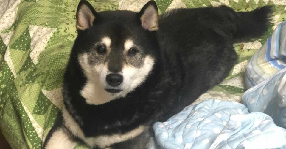 犬の消化器型悪性リンパ腫について 犬の健康と笑顔ある最期を目指す Tomi Note