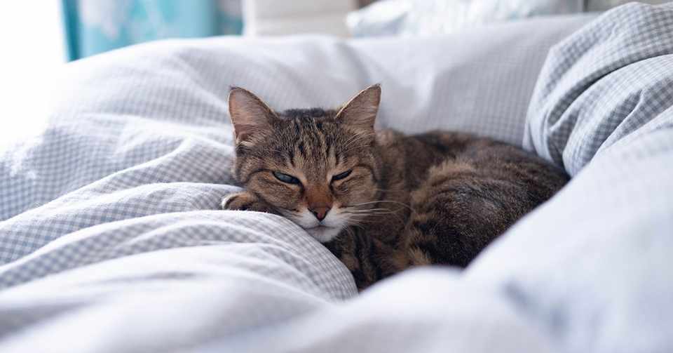 二日間編集してた動画がクラッシュして辛い トップyoutuberに多い星とは Furukana Laboratory Note