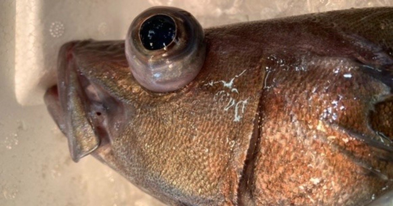 深海魚 釣りモノの見分け方 おさかなマイスター神谷 Note