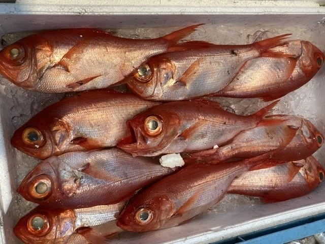 深海魚 釣りモノの見分け方 おさかなマイスター神谷 Note