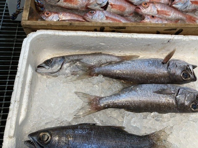 深海魚 釣りモノの見分け方 おさかなマイスター神谷 Note 深海魚 釣りモノの見分け方 おさかなマイスター神谷 Note