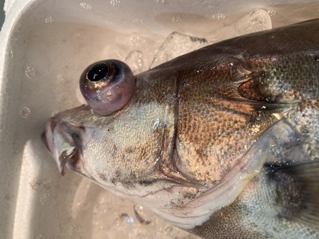 深海魚 釣りモノの見分け方 おさかなマイスター神谷 Note