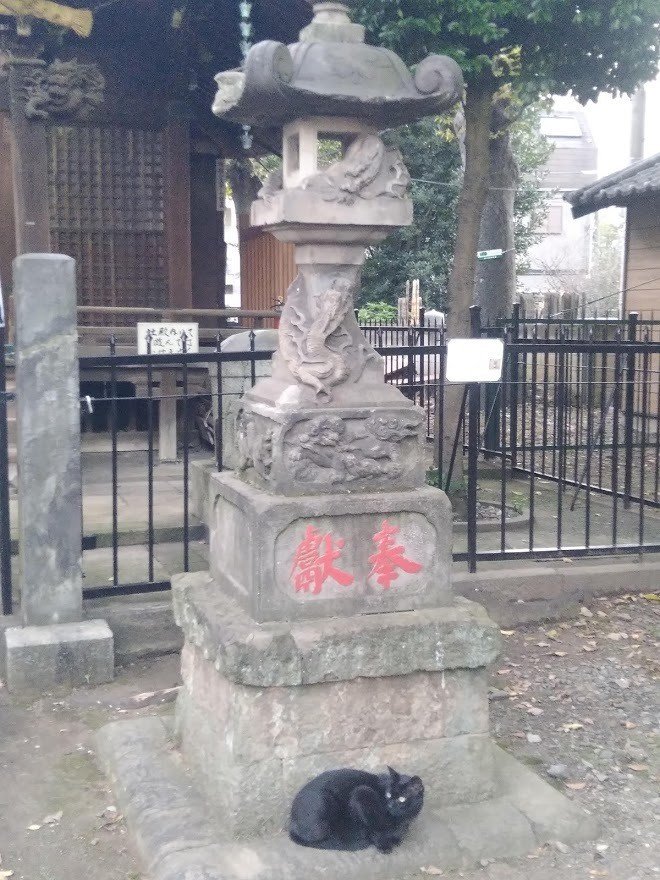 諏訪神社の石灯篭と猫