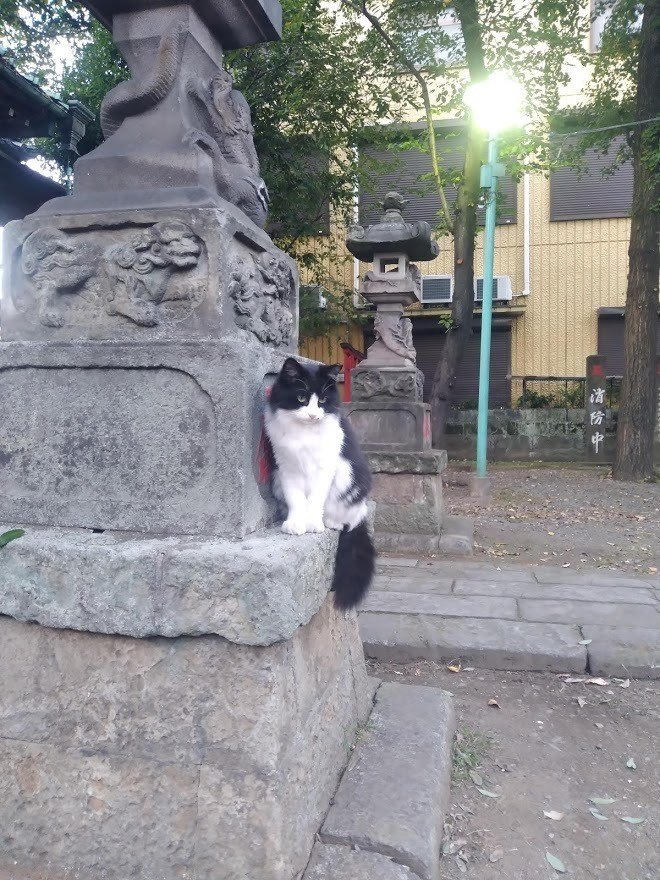諏訪神社の猫１