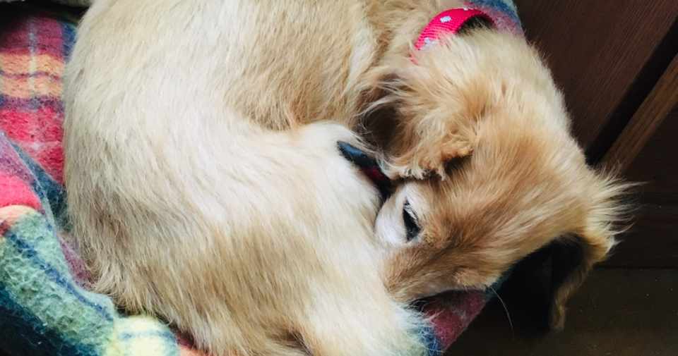 愛犬がかわいすぎる Connie Note