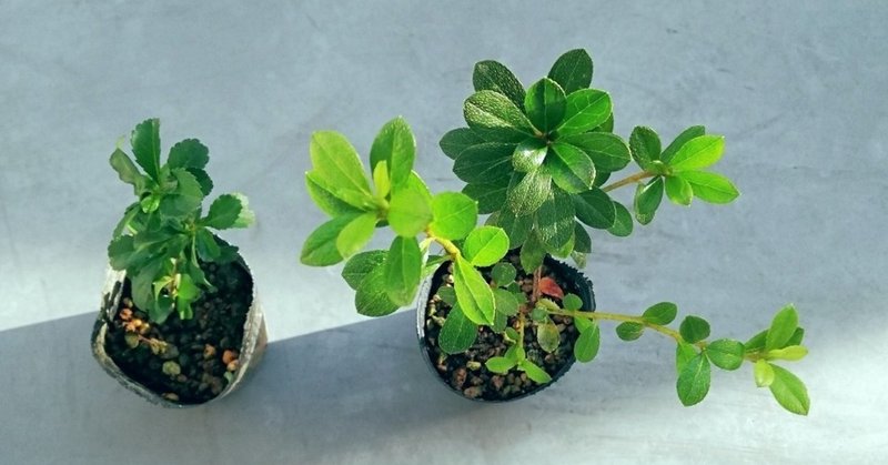 盆栽師のおじいちゃんが教えてくれた 植え替えまでの育て方 長寿梅と皐月 2年目の実生苗 私の盆活記録 Nume Note