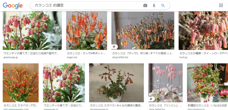 月岡恋鐘と誕生花カランコエの話 あかつき Note 月岡恋鐘と誕生花カランコエの話 あかつき Note