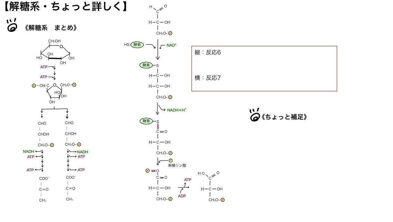 ADPホスホグリセリン酸ホスファターゼ ADPphosphoglycerate phosphatase JapaneseClass.jp